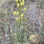 Dalmatian toadflax flower
